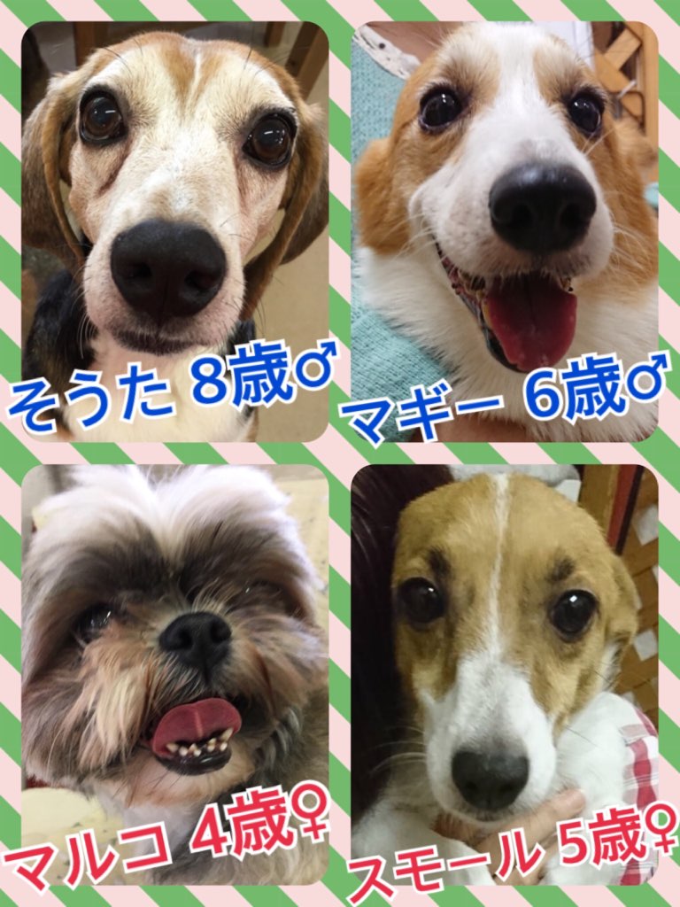 【今日の里親様募集中ワンコ🐶メンバーです🐾】2018,7,4